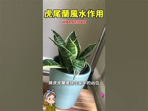 虎尾兰风水玄关|【虎尾蘭風水】虎尾蘭風水指南：招財旺運、避厄除煞